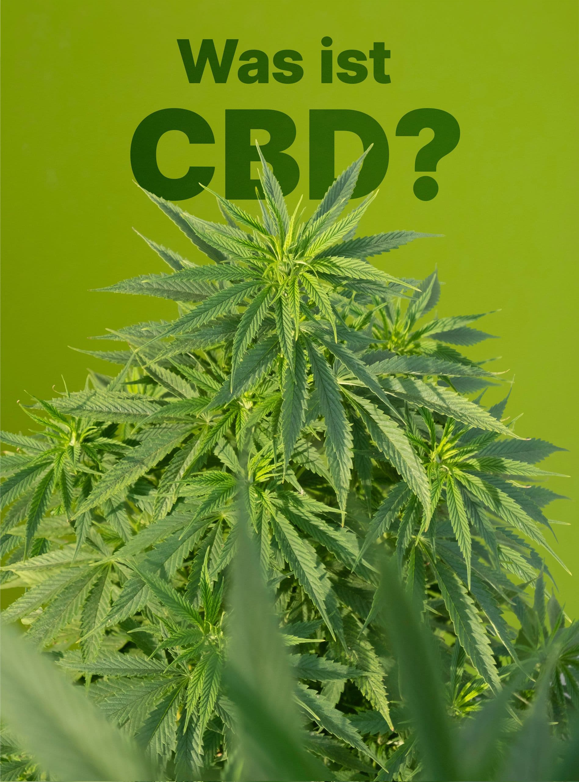 Was ist CBD?